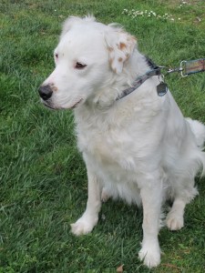 Dogpatch dog at Esprit Park