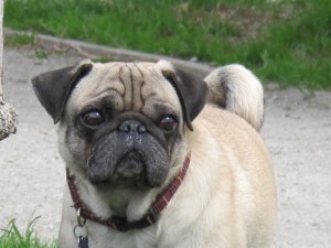 Dogpatch dog pug face